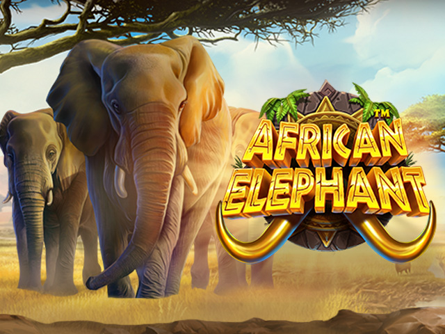 VABET African Elephant